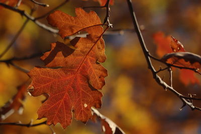 Close-up of dry oak leaves on tree