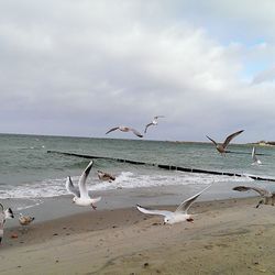 Seagulls flying over sea