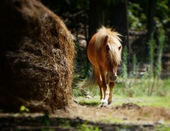 Horses standing on field