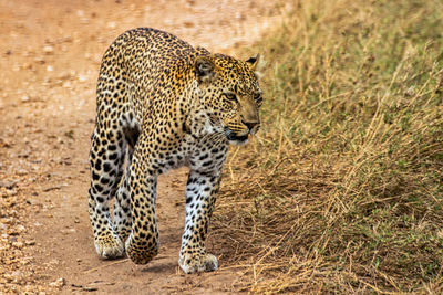 A magnificent leopard walks undisturbed in the savannah in search of a tree tanzania