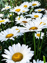 Close-up of white daisy flowers