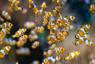 Shoal of clown fishs