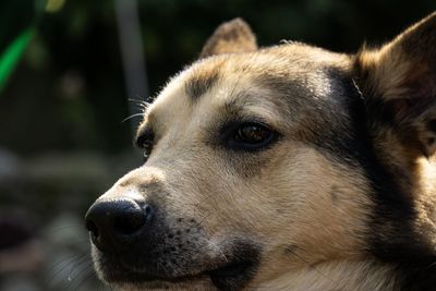 Close-up portrait of a dog