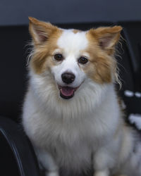 Close-up portrait of a dog