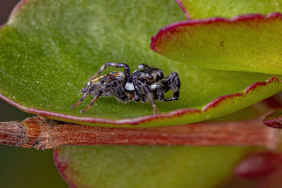 Close-up of spider on leaf