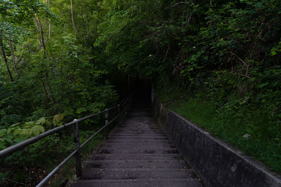 Footpath amidst trees in forest