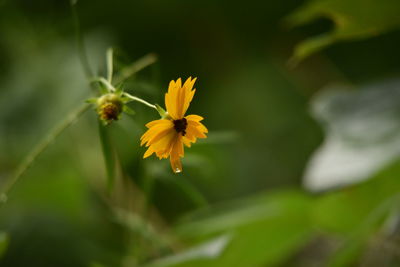 Close-up of yellow flowering plant