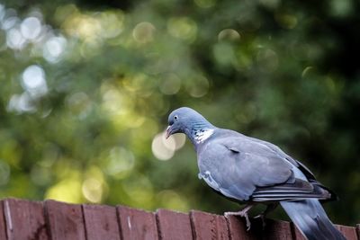 Close-up of bird perching on wood