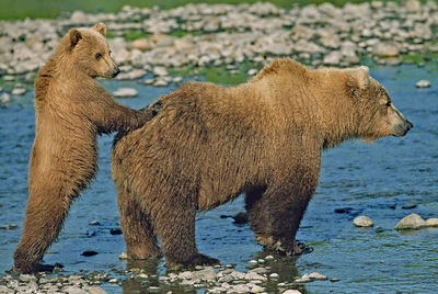 Grizzly bear with cub at stream