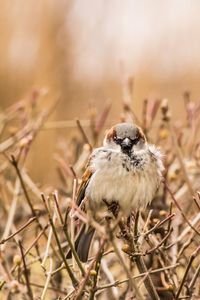 Close-up of a bird on land