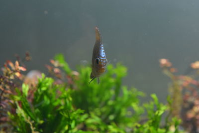 Close-up of fish swimming in sea