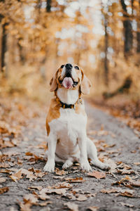 Dog running on leaves during autumn