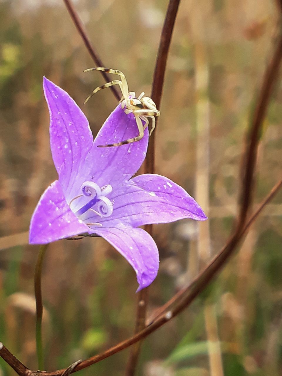 CLOSE-UP OF PURPLE IRIS FLOWER ON LEAF