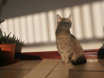 Cat sitting on table at home