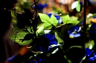 Close-up of purple flowers