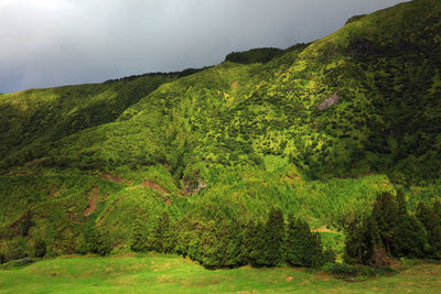 Scenic view of forest against sky