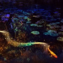 Close-up of jellyfish swimming in water