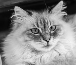 Close-up portrait of a cat