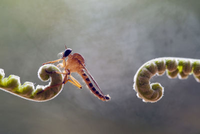 Robber fly on ferns