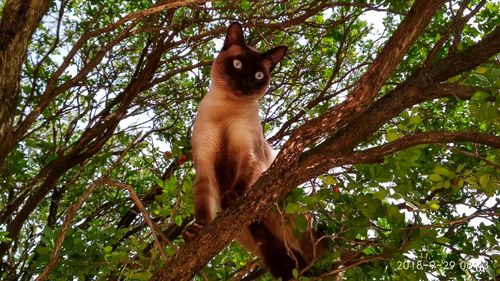 Low angle view of a cat sitting on tree