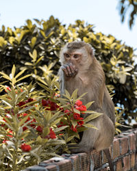 Monkey sitting on tree by plants against sky
