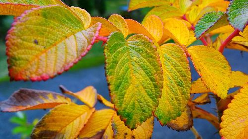 Close-up of yellow leaves on plant during autumn