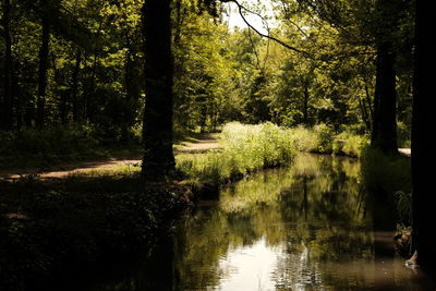 Scenic view of lake in forest