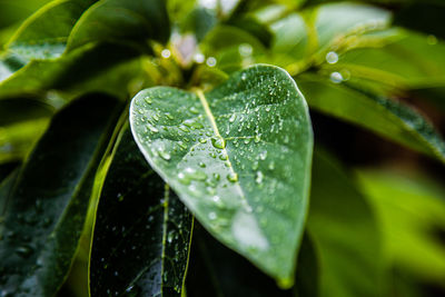 Close-up of raindrops on leaves