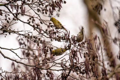 Bird perching on tree