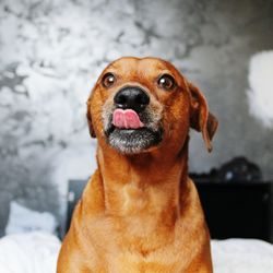 Close-up portrait of dog