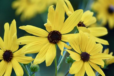 Close-up of yellow flowering plant