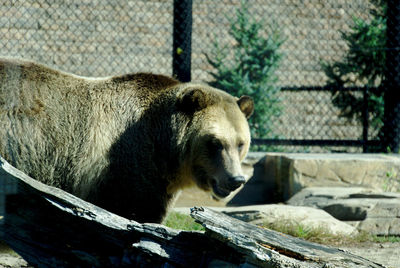 Grizzly bear 