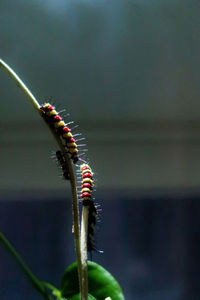 Close-up of insect on plant