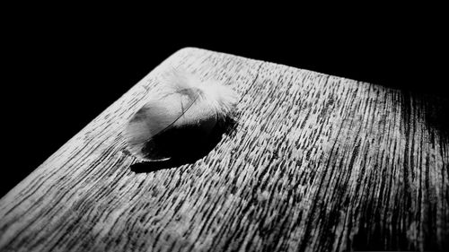 Close-up of lizard on table