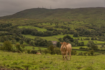 Horses in a field