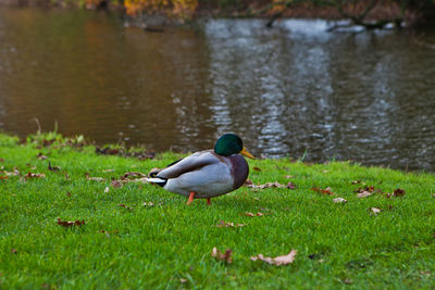 Mallard duck on lakeshore