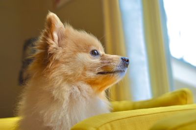 Close-up of a dog looking away