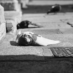 Close-up of a dog lying on street