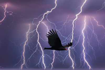 Close-up of bird flying against sky at night