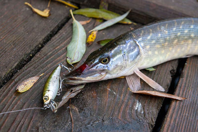 High angle view of fish on table