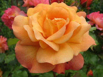 Close-up of rose blooming outdoors