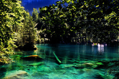 Scenic view of lake against trees in forest