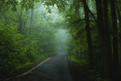 Road amidst trees in forest