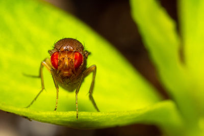 Close-up of a fruit fly on a leaf.