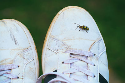 Close-up of insect on leaf