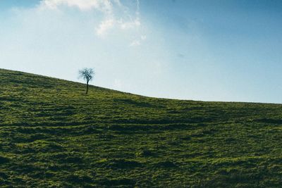 Scenic view of tree on field against sky