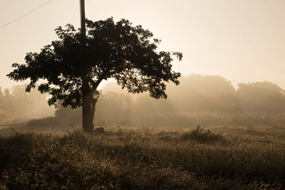 Tree on field against sky