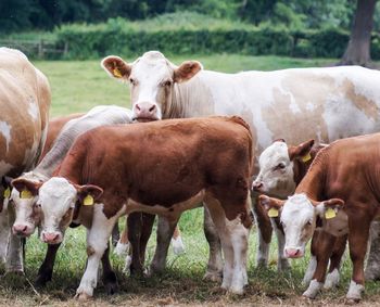 Cows on field