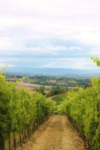 Scenic view of vineyard against sky