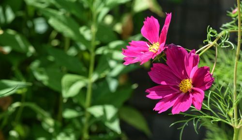 Close-up of pink flower blooming outdoors